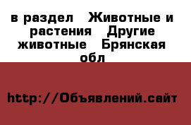  в раздел : Животные и растения » Другие животные . Брянская обл.